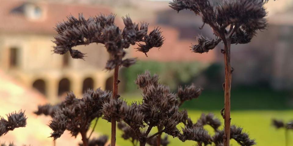 Casa Rural Casa Fuerte San Gregorio I Almarza Buitenkant foto